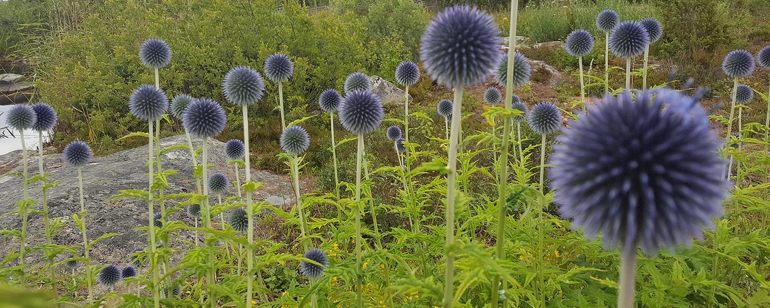 Gräsö